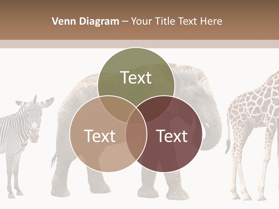 Standing Pachyderm African PowerPoint Template