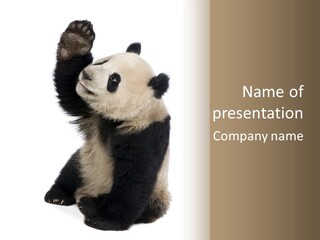 Black Cuddly Seeking PowerPoint Template