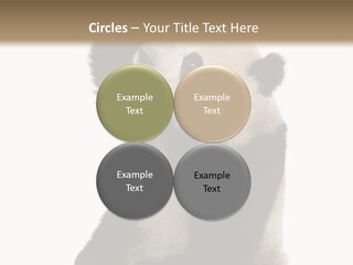 Black Cuddly Seeking PowerPoint Template