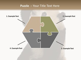 Black Cuddly Seeking PowerPoint Template