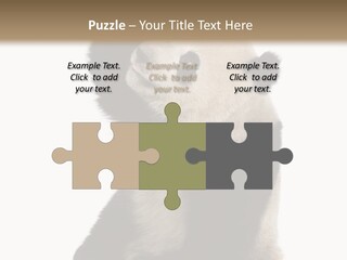 Black Cuddly Seeking PowerPoint Template