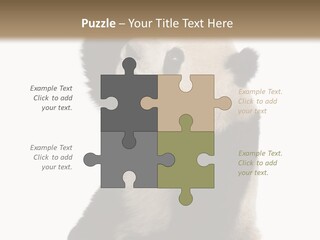 Black Cuddly Seeking PowerPoint Template