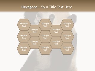 Black Cuddly Seeking PowerPoint Template