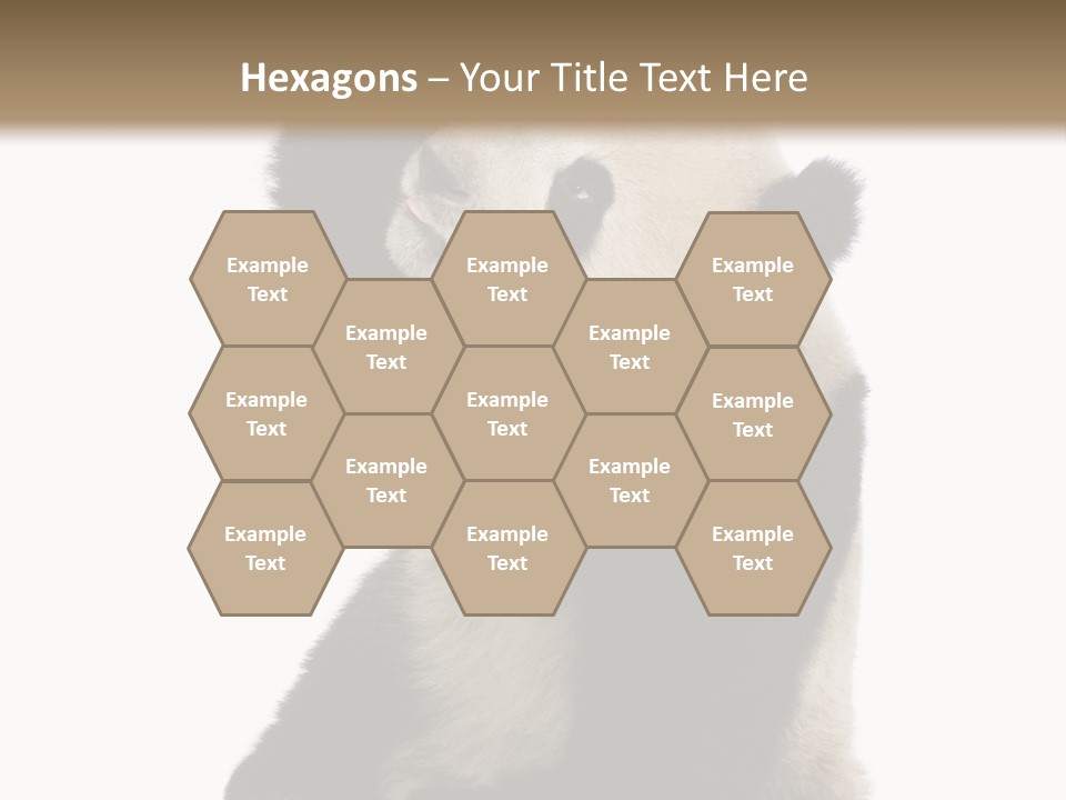 Black Cuddly Seeking PowerPoint Template