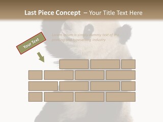Black Cuddly Seeking PowerPoint Template