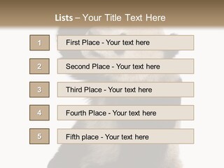 Black Cuddly Seeking PowerPoint Template