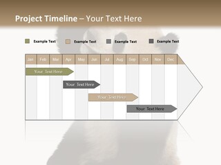 Black Cuddly Seeking PowerPoint Template