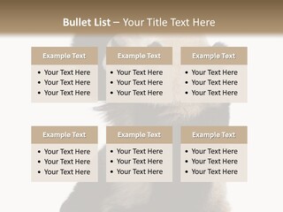 Black Cuddly Seeking PowerPoint Template