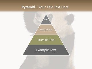 Black Cuddly Seeking PowerPoint Template