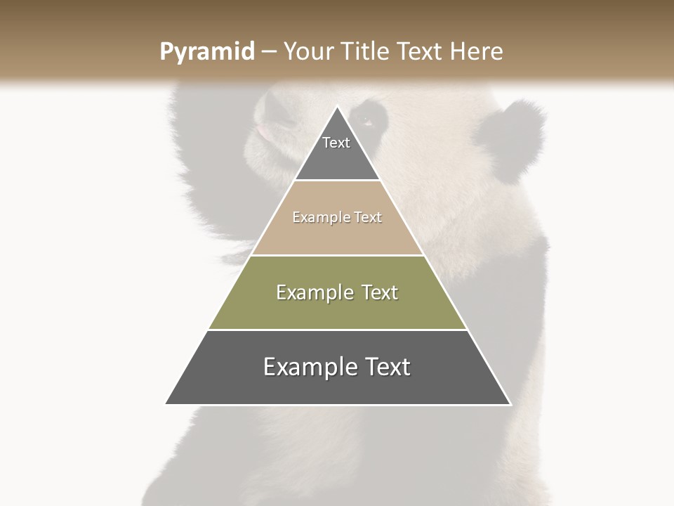 Black Cuddly Seeking PowerPoint Template
