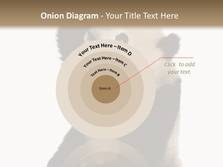 Black Cuddly Seeking PowerPoint Template