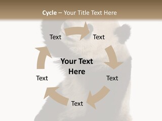 Black Cuddly Seeking PowerPoint Template