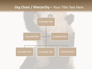 Black Cuddly Seeking PowerPoint Template