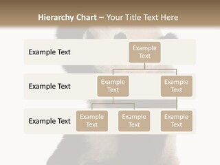 Black Cuddly Seeking PowerPoint Template