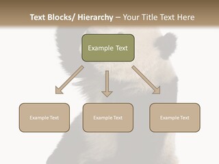 Black Cuddly Seeking PowerPoint Template