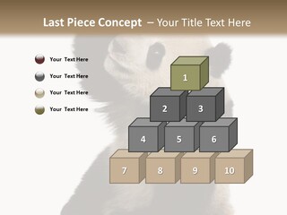 Black Cuddly Seeking PowerPoint Template