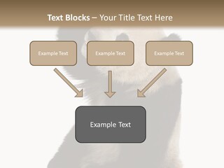 Black Cuddly Seeking PowerPoint Template
