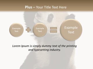 Black Cuddly Seeking PowerPoint Template