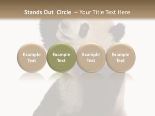 Black Cuddly Seeking PowerPoint Template