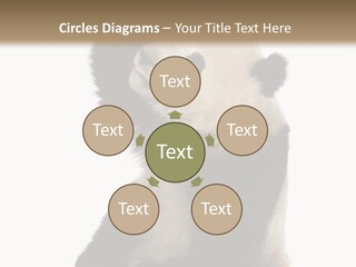 Black Cuddly Seeking PowerPoint Template