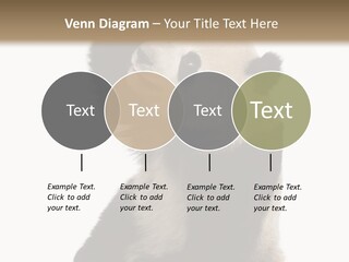 Black Cuddly Seeking PowerPoint Template