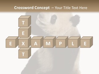 Black Cuddly Seeking PowerPoint Template