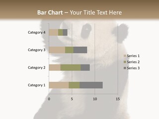 Black Cuddly Seeking PowerPoint Template