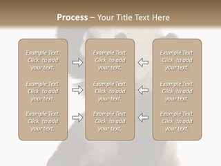 Black Cuddly Seeking PowerPoint Template