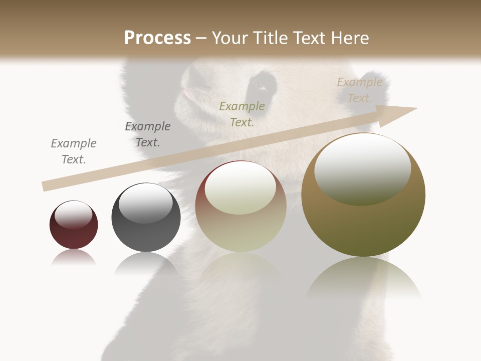 Black Cuddly Seeking PowerPoint Template