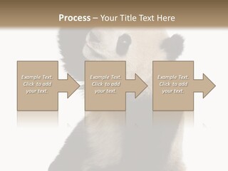 Black Cuddly Seeking PowerPoint Template