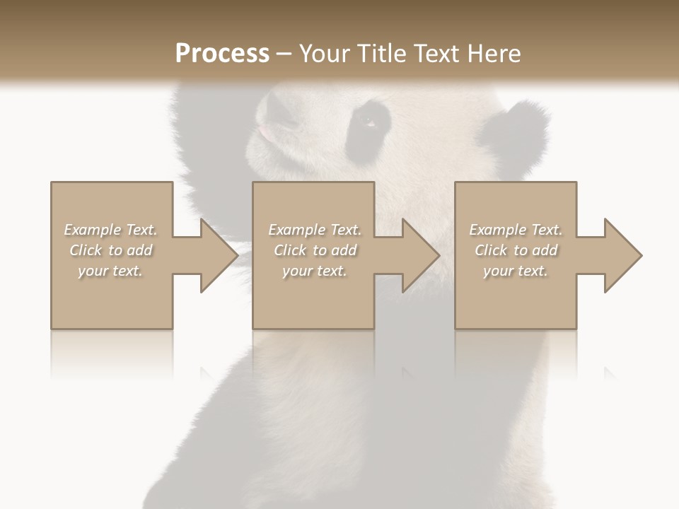 Black Cuddly Seeking PowerPoint Template