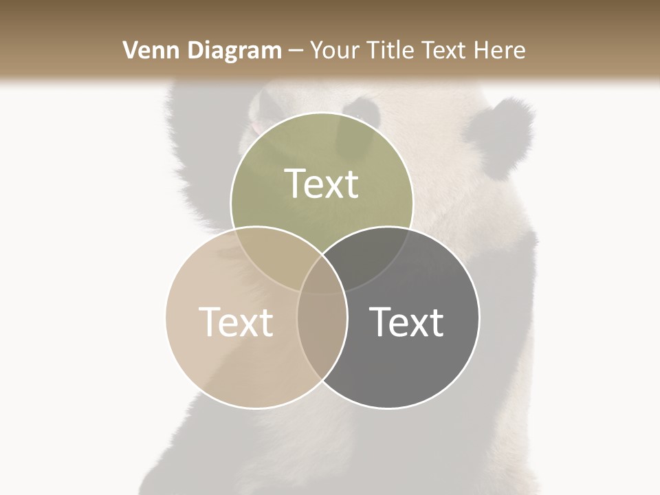 Black Cuddly Seeking PowerPoint Template