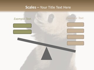 Black Cuddly Seeking PowerPoint Template
