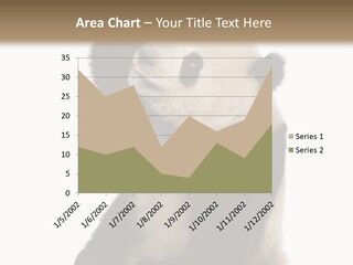 Black Cuddly Seeking PowerPoint Template