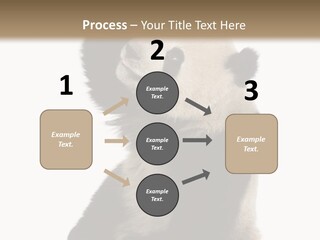 Black Cuddly Seeking PowerPoint Template