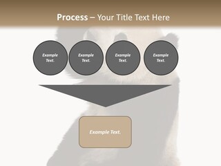 Black Cuddly Seeking PowerPoint Template