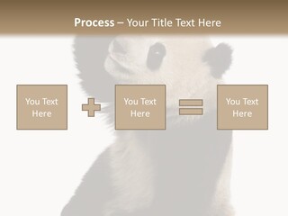 Black Cuddly Seeking PowerPoint Template