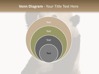 Black Cuddly Seeking PowerPoint Template