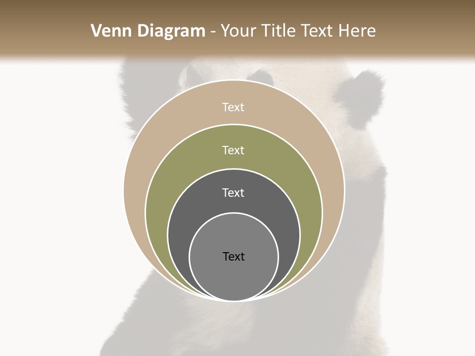 Black Cuddly Seeking PowerPoint Template