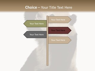 Black Cuddly Seeking PowerPoint Template