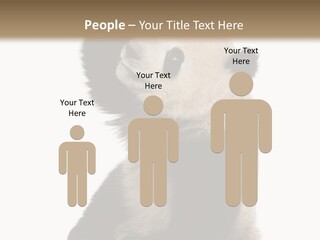 Black Cuddly Seeking PowerPoint Template