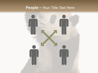Black Cuddly Seeking PowerPoint Template