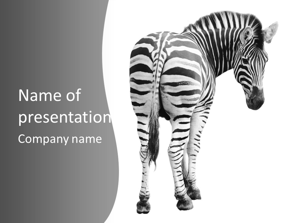 Burchell White Animal PowerPoint Template