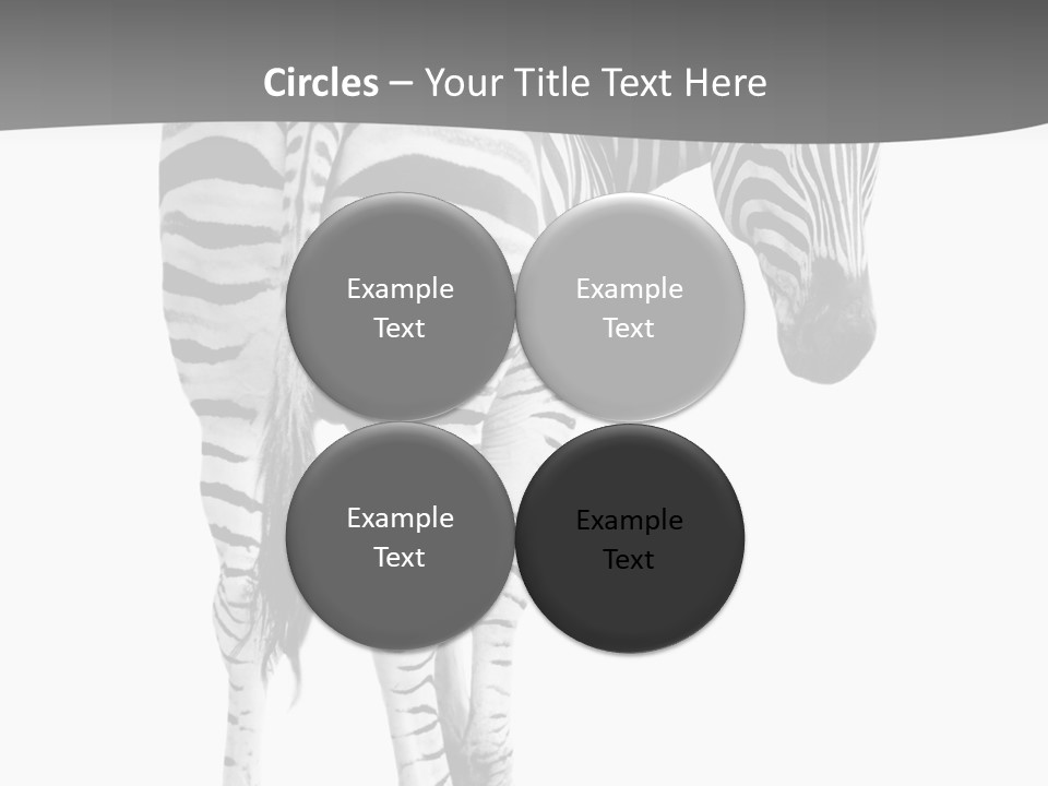 Burchell White Animal PowerPoint Template