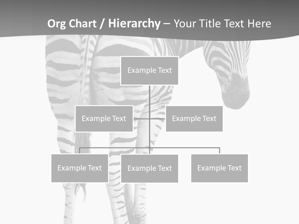 Burchell White Animal PowerPoint Template