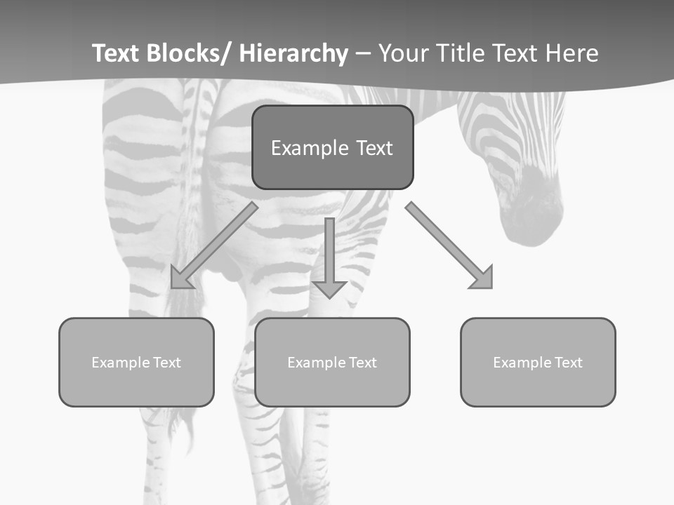 Burchell White Animal PowerPoint Template