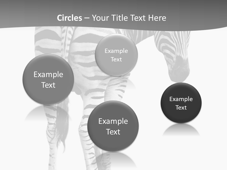 Burchell White Animal PowerPoint Template