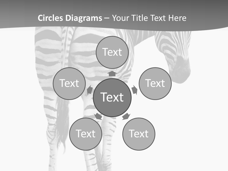 Burchell White Animal PowerPoint Template