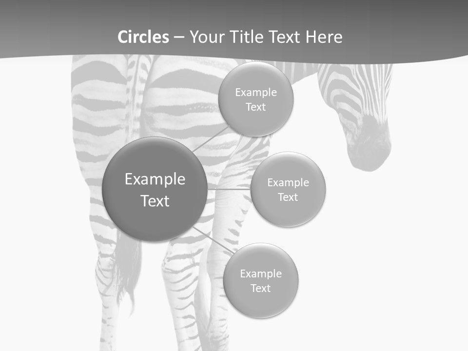 Burchell White Animal PowerPoint Template