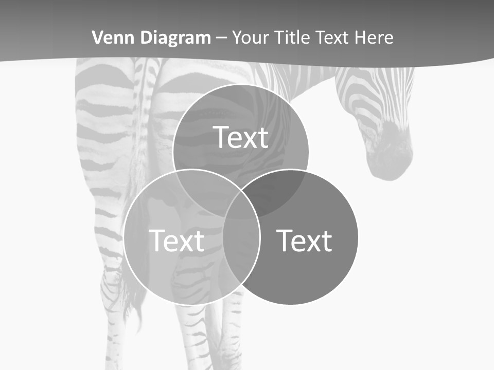 Burchell White Animal PowerPoint Template